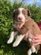 Chiots Border Collie  rserver