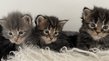 Chatons Maine Coon exceptionnels avec Pdigre