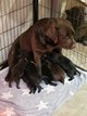 Superbes chiots labrador chocolat / noirs