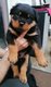 Magnifique premire porte de petits Rottweiller