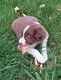 Chiots Border Collie