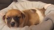 Chiots Jack Russell