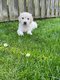 Golden retriever sabl Clair
