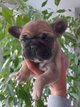 Chiot bouledogue francais