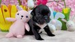 Manifique bouledogue franais avec pedigree