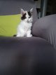Magnifique chaton maine coon