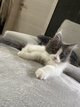 Chatons male maine coon