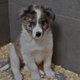 Chiots Border Collie Merle et tricolore
