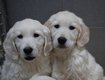 Chiots Golden Retriever