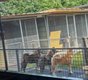 Superbes akita's avec pedigr, de parents japonais