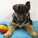 Berger Allemand  poil court et  poil long