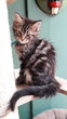 Splendides chatons Maine Coon