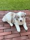 Chiots Border collie (parents visibles)