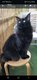 Maine Coon Chatterie de Morphe