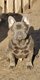 Jeune bouledogue franais bleu