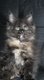 Magnifiques chatons Maine coon