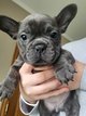 Bouledogue francais bleu