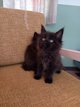 Chaton Maine coon