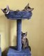 Chatons abyssins