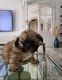 Shih tzu n le 6 janvier
