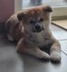 Chiot Akita Inu , St Hubert