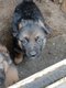 Chiot berger allemand
