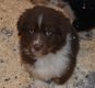 Chiots Berger Australien