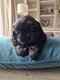 Magnifique chiot Shih-tzu disponible
