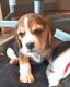 Chiots Beagle disponibles, levage occasionel et...