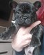 4 bouledogue Franais