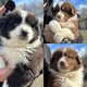 Magnifiques chiots berger australien disponibles...