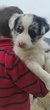 Chiots Border Collie