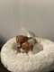 Jack Russel