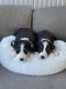 Croiss Berger Australien/Border Collie