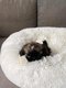 Shih-Tzu