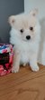 Chiots spitz de petite taille