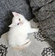 Adorables chatons siamois