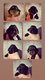 English cocker Spaniel