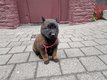 3 chiots mles berger malinois ns le 15/01/2023