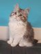 Les chatons kurilian bobtail