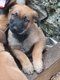 Magnifiques Chiots malinois disponibles