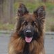 Femelle Berger Allemand Poil Long