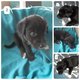Magnifiques chiots croiss golden retriever et...