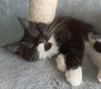 Magnifique femelle maine coon disponible  la...