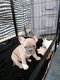Bouledogue franais