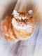 Deux chats  donner