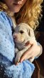 Chiots Labradors sables levs en famille