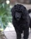 Caniche moyen noir