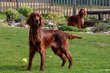 Chiots Setter Irlandais St Hubert