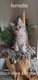 Splendides Chatons Maine coon